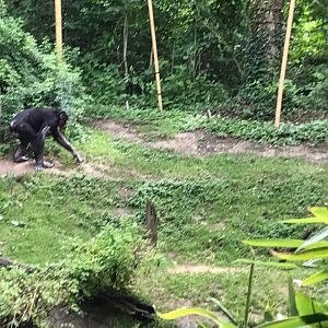 Jungle Trails- Bonobo