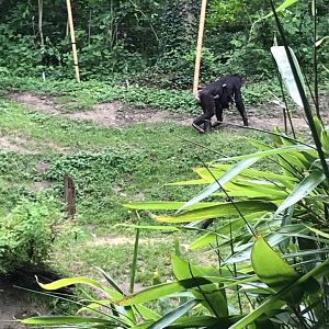 Jungle Trails- Bonobo