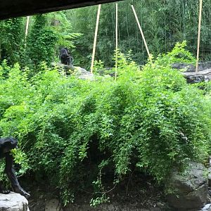 Jungle Trails- Bonobo