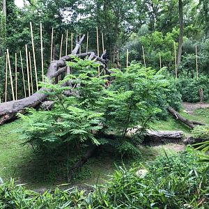 Jungle Trails- Bonobo