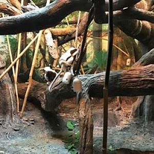 Jungle Trails- Sifaka