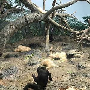 Jungle Trails- Bonobo Indoor