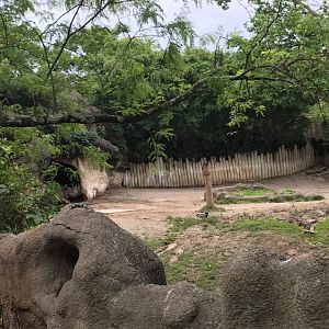 Rhino Reserve- Black Rhinoceros