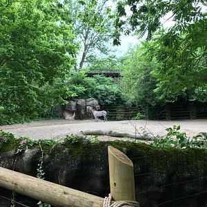 Rhino Reserve- Grant's Zebra