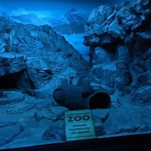 Night Hunters- Pallas Cat