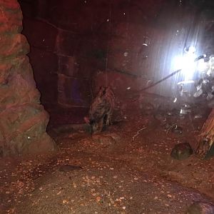 Night Hunters- Aardwolf