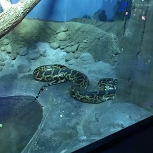 Night Hunters- Python