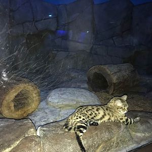 Night Hunters- Black-Footed Cat