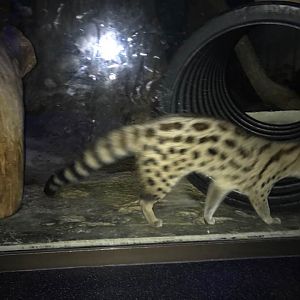 Night Hunters- Genet