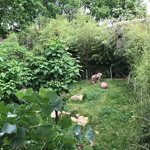 Cat Canyon- White Tiger