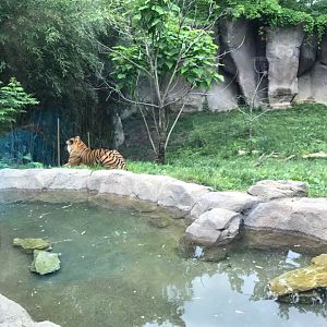 Cat Canyon- Malayan Tiger