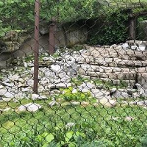 Cat Canyon- Snow Leopard