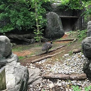Wildlife Canyon- Emu