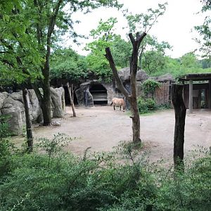 Wildlife Canyon- Mongolian Wild Horse/Bactrian Camel
