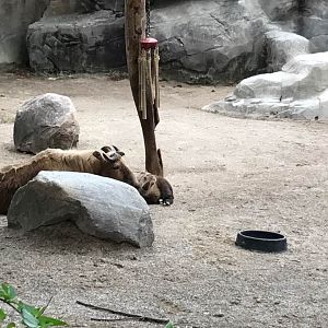 Wildlife Canyon- Takin