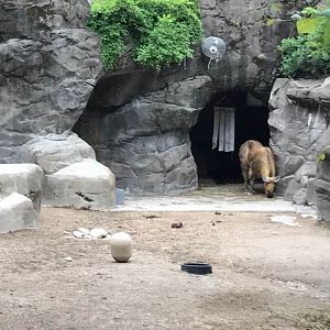Wildlife Canyon- Takin