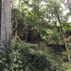 Eagle Eyrie- Andean Condor/Stellar's Sea Eagle