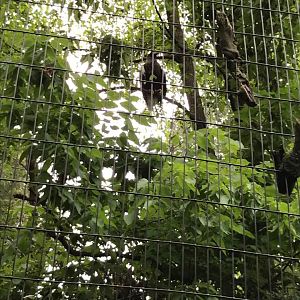 Eagle Eyrie- Andean Condor/Stellar's Sea Eagle