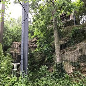 Eagle Eyrie- Andean Condor/Stellar's Sea Eagle
