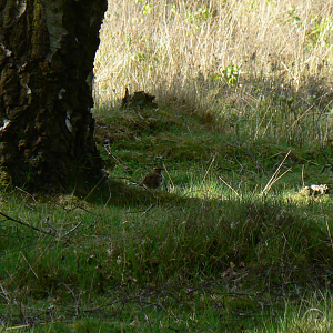 Woodlark - 13 May 2017, Skipwith Common NNR
