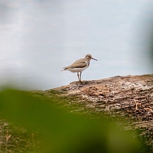Common Sandpiper