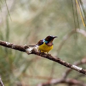 Brown-throated Sunbird