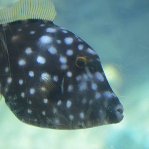 Cantherhines dumerilii