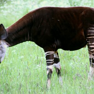 Okapi; Marwell; 20th May 2017