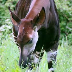 Okapi; Marwell; 20th May 2017