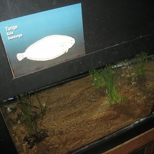 Fiskeri- og Søfartsmuseet - Tank for surplus sole