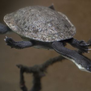 Roti Island snake-necked turtle