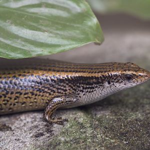 Sun skink (I think)
