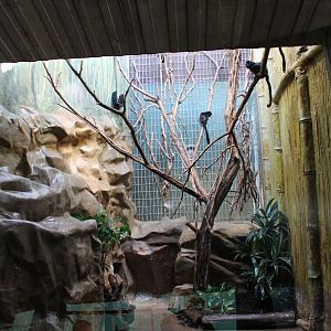 Enclosure Goeld'is monkeys