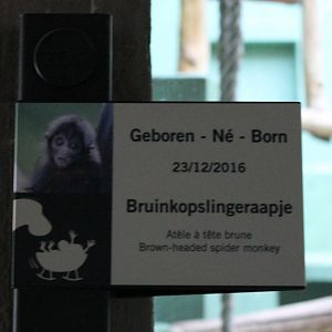 Birth-sign Spider monkey