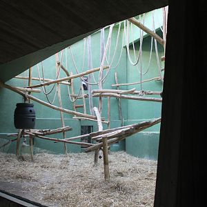 Spider monkey-enclosure