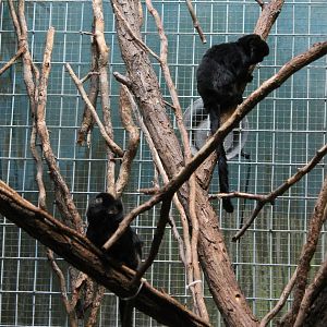 Goeldi's monkeys