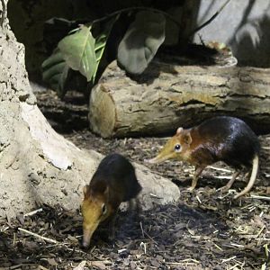 Black and rufous sengis