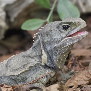 Tuatara male