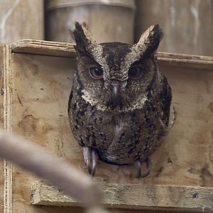 Philippine scops owl