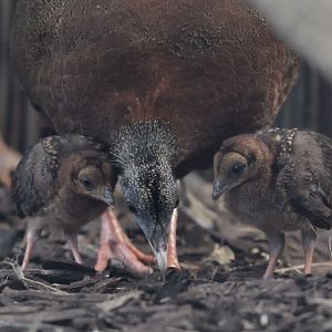 Argus pheasant hen + chicks