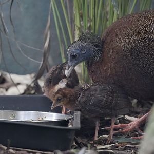Argus pheasant hen & chicks