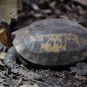 Indochinese box turtle
