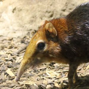 Black and rufous sengi