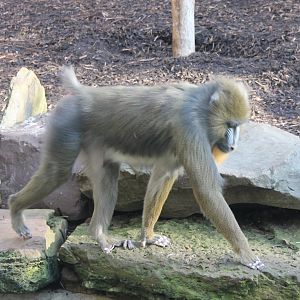 Mandrill