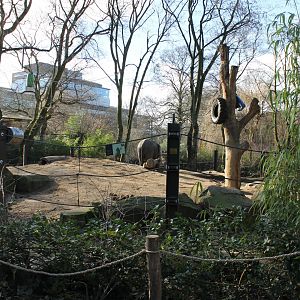 Asian elephant-outdoor-enclosure