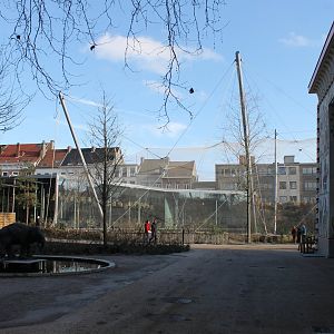 African Savanna-enclosure - Buffalo and Birds