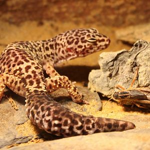Leopard gecko and Locust