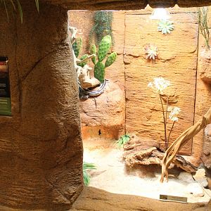 Enclosure Californian kingsnake