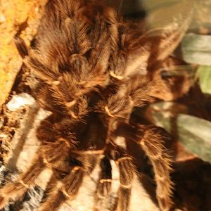 Tarantula - Euathlus pulcherimaklaasi