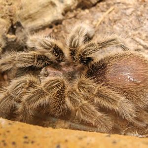 Chilean tarantula